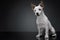 Studio shot of an adorable terrier puppy sitting and looking curiously at the camera - isolated on grey background