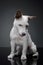 Studio shot of an adorable terrier puppy sitting and looking sad - isolated on grey background