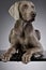 Studio shot of an adorable Weimaraner