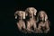 Studio shot of an adorable Weimaraner lying on black background.