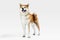 Studio shot of Akita-Inu dog isolated on white studio background