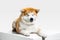 Studio shot of Akita-Inu dog isolated on white studio background