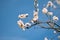 Studio shot of apricot blossom brunch over blue