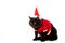 studio shot of black british shorthair cat in christmas vest and hat