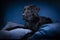 Studio shot of a Black labrador dog with brown eyes lying on pillows on a blue background