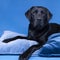 Studio shot of a Black labrador dog with brown eyes lying on pillows on a blue background