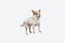 Studio shot of Chihuahua companion dog isolated on white studio background