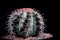 Studio shot close up melocactus against dark background