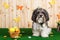 Studio shot of a cute dog in vibrant Spring Easter scene