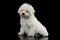 Studio shot of a cute Puli puppy