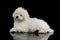 Studio shot of a cute Puli puppy