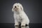 Studio shot of a cute Puli puppy