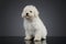 Studio shot of a cute Puli puppy