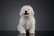 Studio shot of a cute Puli puppy