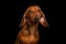 Studio shot of Dachshund Dog