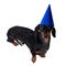 A studio shot of a dog dog puppy of the dachshund breed, black and tan, wearing a blue party a happy birthday hat isolated on wh