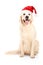 A studio shot of a dog wearing a christmas hat