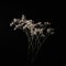 Studio shot of dried delicate white flowers