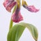 Studio shot of dried pink tulip flower on white background. Minimal concept. A symbol of graceful aging