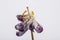 Studio shot of dried purple tulip flower on white background. Minimal concept. A symbol of graceful aging