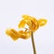 Studio shot of dried yellow tulip flower petals on white background. Minimal concept. A symbol of graceful aging