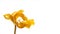 Studio shot of dried yellow tulip flower petals on white background. Minimal concept. A symbol of graceful aging