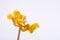Studio shot of dried yellow tulip flower petals on white background. Minimal concept. A symbol of graceful aging
