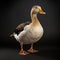 Studio Shot Of A Duck With Legs On Dark Background