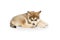 Studio shot of fluffy cute beautiful Malamute puppy lying on floor isolated over white background. Pet looks healthy and
