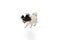 Studio shot of funny Papillon dog isolated on white studio background