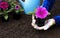 A studio shot of a gardener planting blooming pink petunias flowers in the flower soil