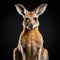 Studio Shot Of Kangaroo On Isolated Background