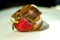 Studio Shot of Large Brown Snail Achatina Eating Red Ripe Strawberry.