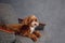 Studio shot of Maltipu dog isolated on grey studio background