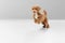 Studio shot of Maltipu dog isolated on white studio background