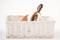 Studio Shot Of Miniature Brown And White Flop Eared Rabbit Sitting In Basket Bed On White Background