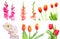 Studio Shot of mixed Colored Gladiolus and tulip Isolated on White Backgroud