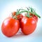 Studio shot organic four on vine ripened Roma tomatoes isolated on white background