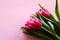 Studio Shot of Pink tulips on pink background selective focus