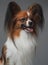 Studio shot of pretty papillon dog with long ears