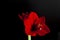 This is a Studio shot of a  Single bright red amaryllis flower on a Black Background