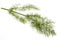 Studio Shot of Stem and Leaves of Fennel Plant