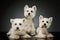 Studio shot of three adorable West Highland White Terriers