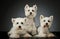 Studio shot of three adorable West Highland White Terriers