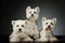 Studio shot of three adorable West Highland White Terriers