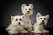 Studio shot of three adorable West Highland White Terriers