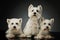 Studio shot of three adorable West Highland White Terriers