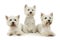 Studio shot of three adorable West Highland White Terriers