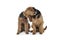 Studio shot of two adorable Airedale Terrier sitting on a white background