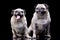 Studio shot of two adorable Mops or Pug